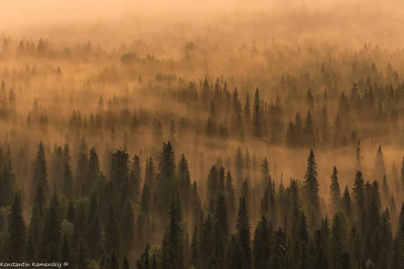 Туманные леса Полюдов Кряж