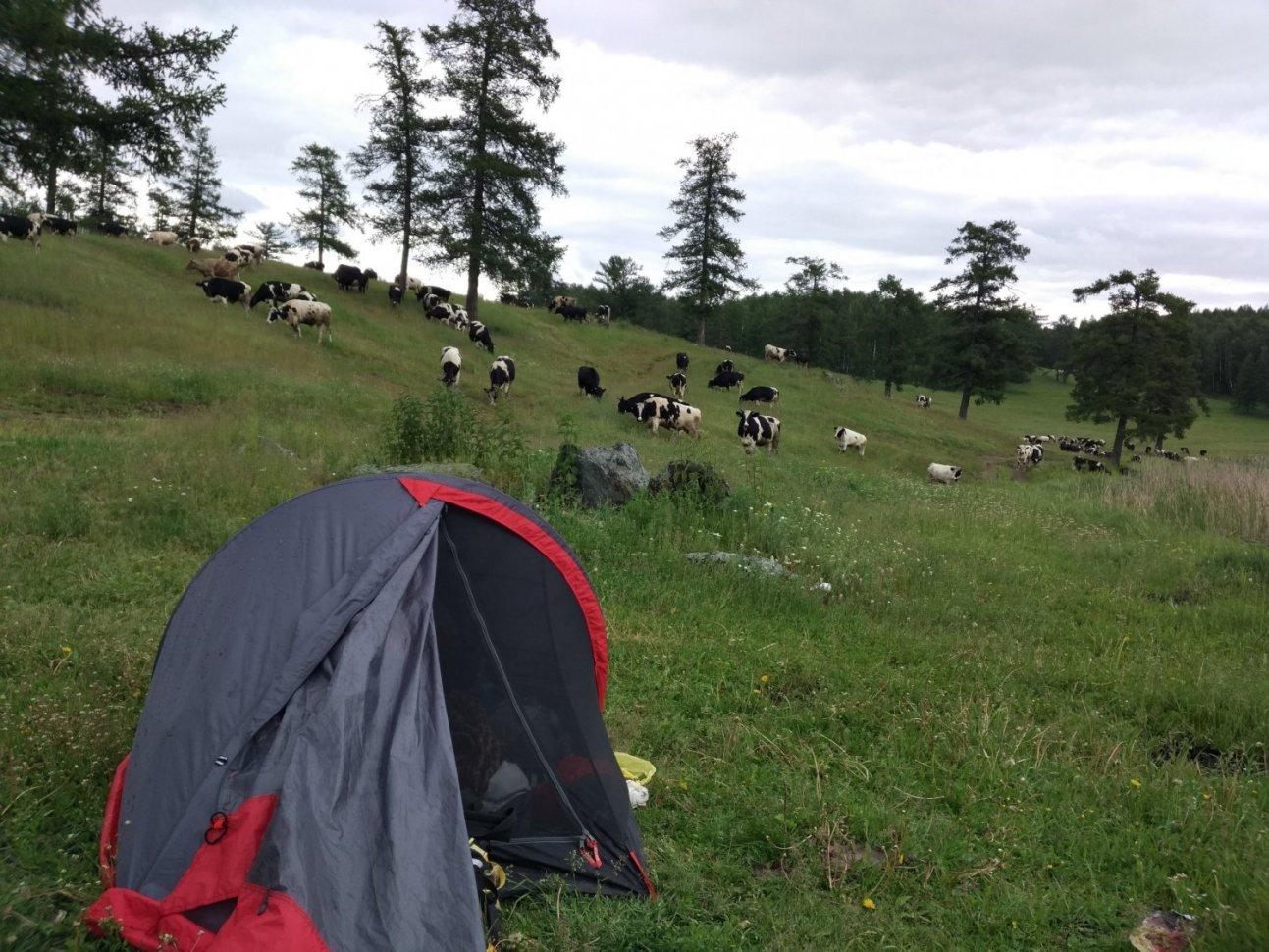 Палатка на поле и много коров