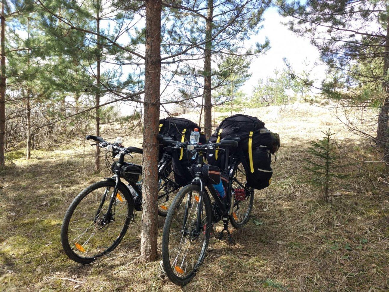 Велосипеды у дерева в лесу с велорюкзаками