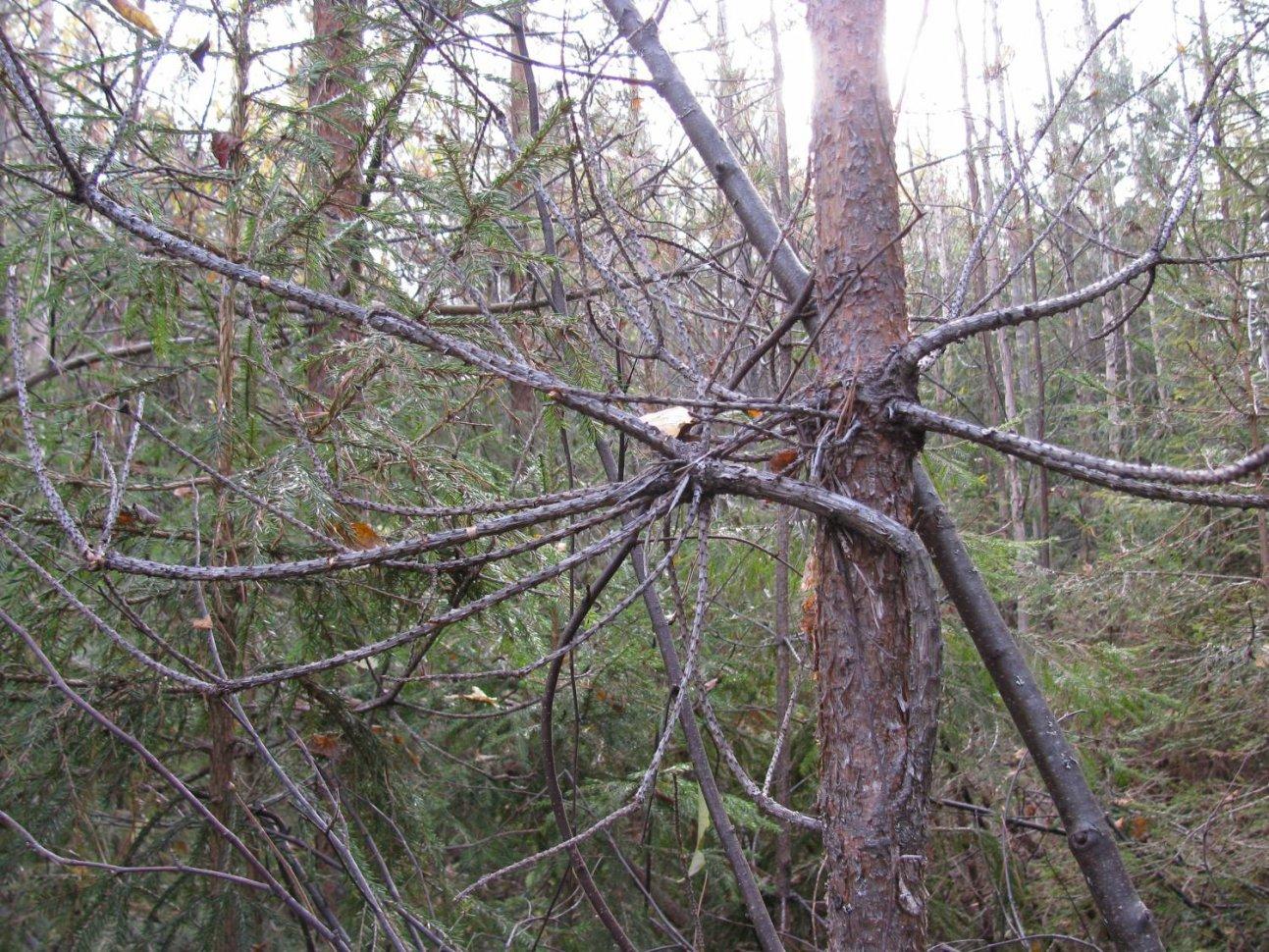 Заломанные ветки оставленные в лесу снежным человеком