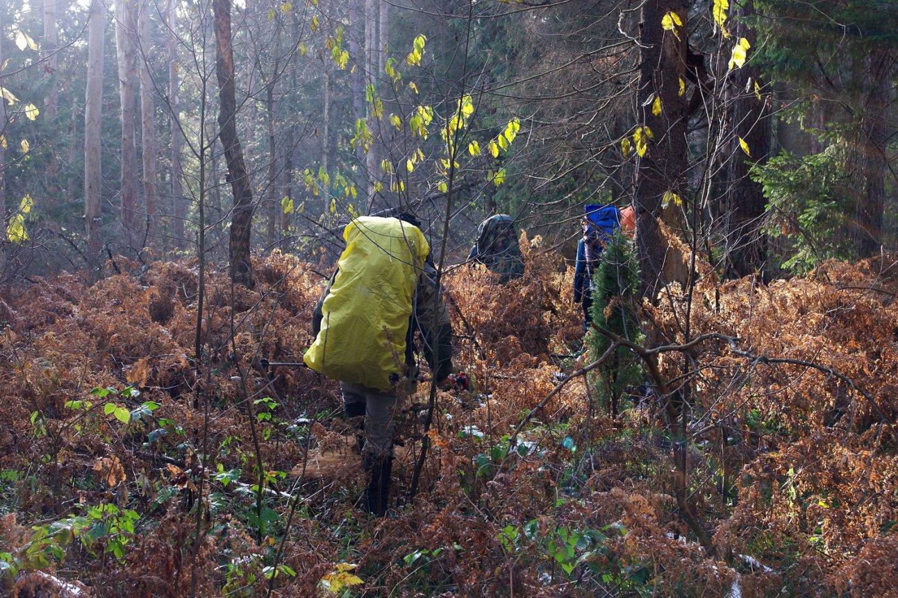 Туристы с рюкзаками идут по лесу