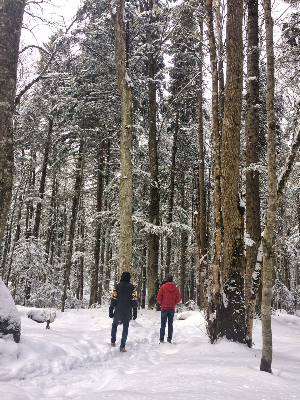 Два молодых юноши стоят в снежном лесу и смотрят на высокие деревья