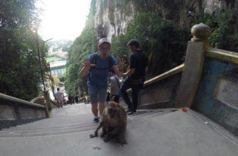 Путешественник пугает обезьяну