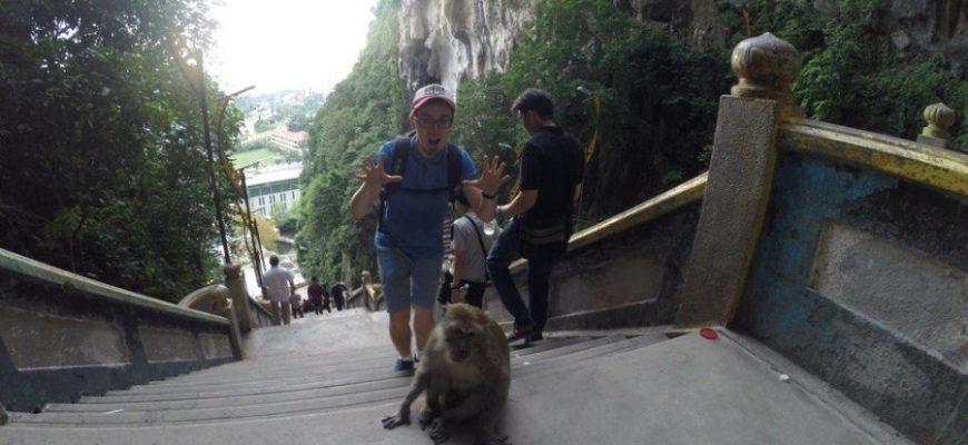 Путешественник пугает обезьяну