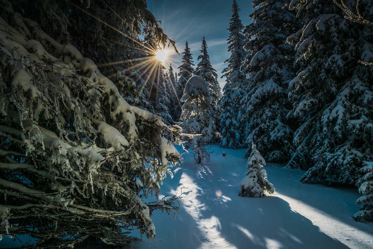 Солнце в зимнем лесу