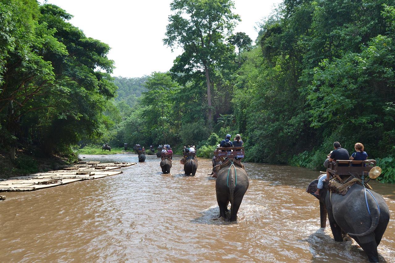 Туристическая прогулка на слонах и купание с балийскими дельфинами