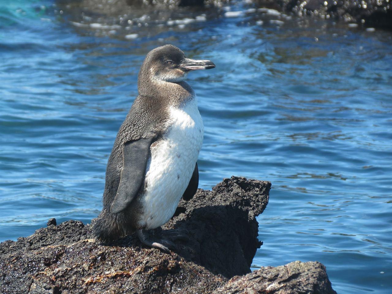 Экваториальные пингвины на Галапагосских островах