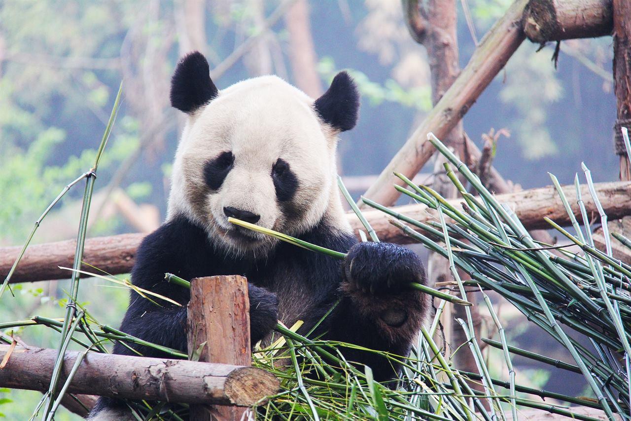 Китайская панда