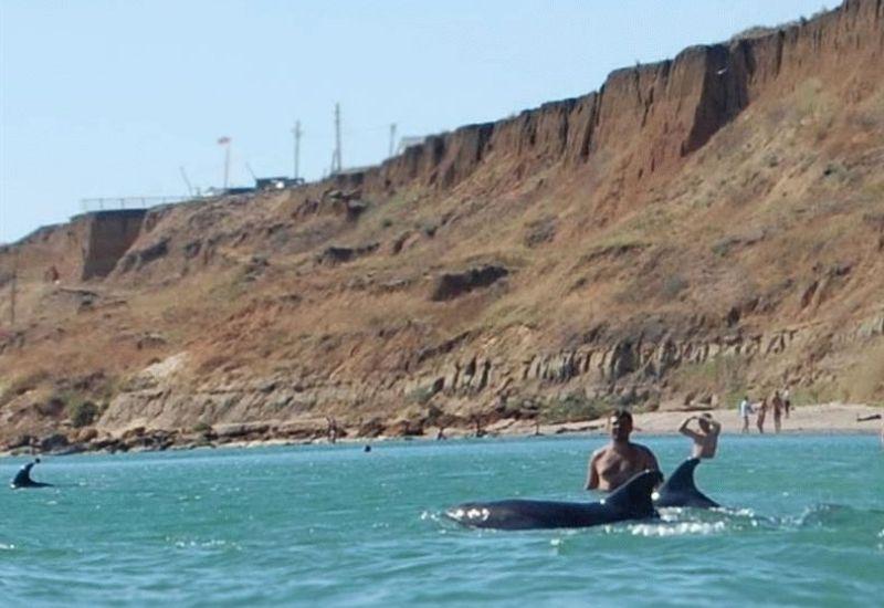 Дельфины в море