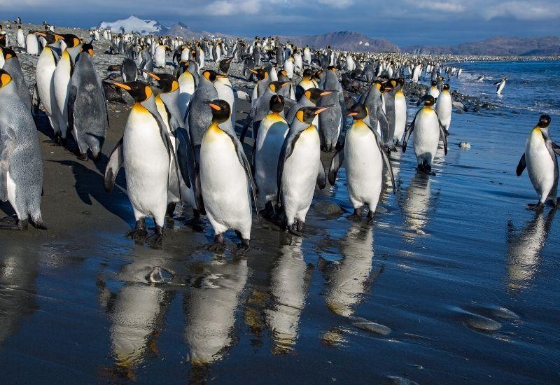 Остров Южная Георгия императорские пингвины