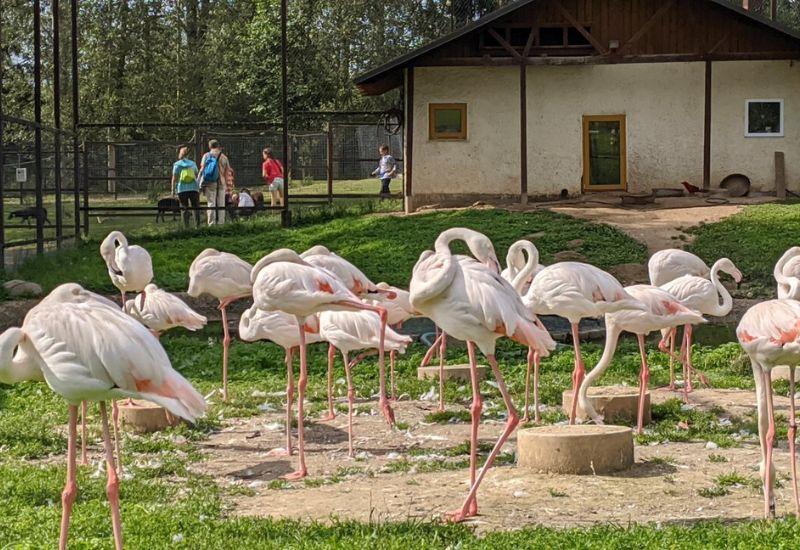 Куда поехать на выходные парк птиц Воробьи Калужская область
