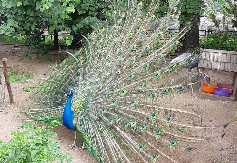 Ленинградский зоопарк куда сходить Санкт-Петербург