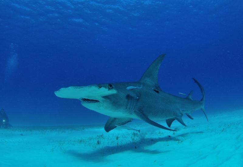 Молотоголовые акулы Египет