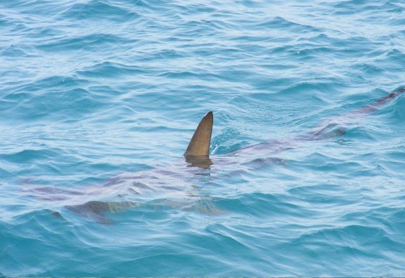 Акула в Турции Черное море