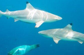 Акулы в Турции