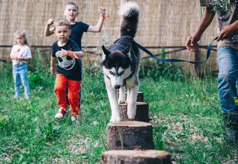 Хаски лэнд в парке Сказка