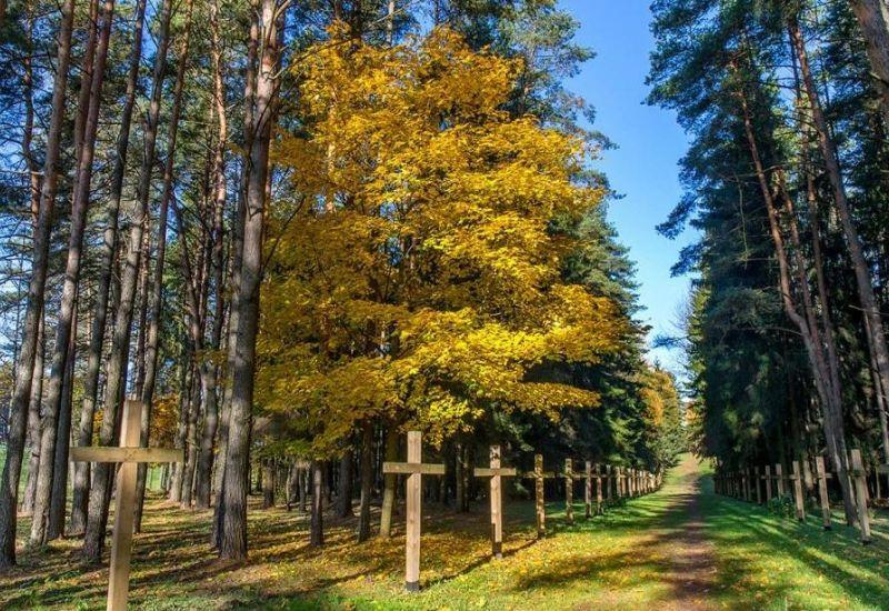 Лесной массив Куропаты