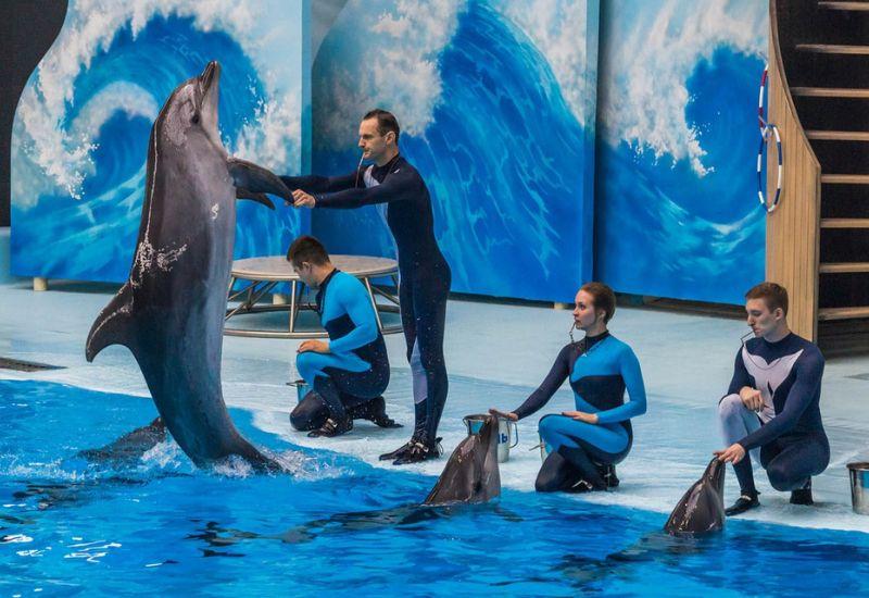 Дельфины океанариум Новосибирск