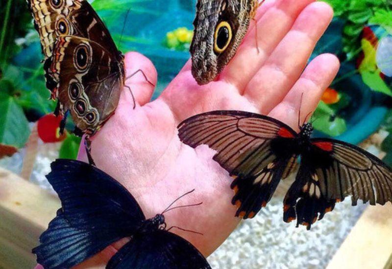 Уголок влюбленных в парке тропических бабочек Новосибирск