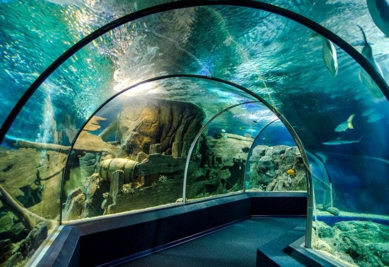 Океанариум «Sochi Discovery World Aquarium» 