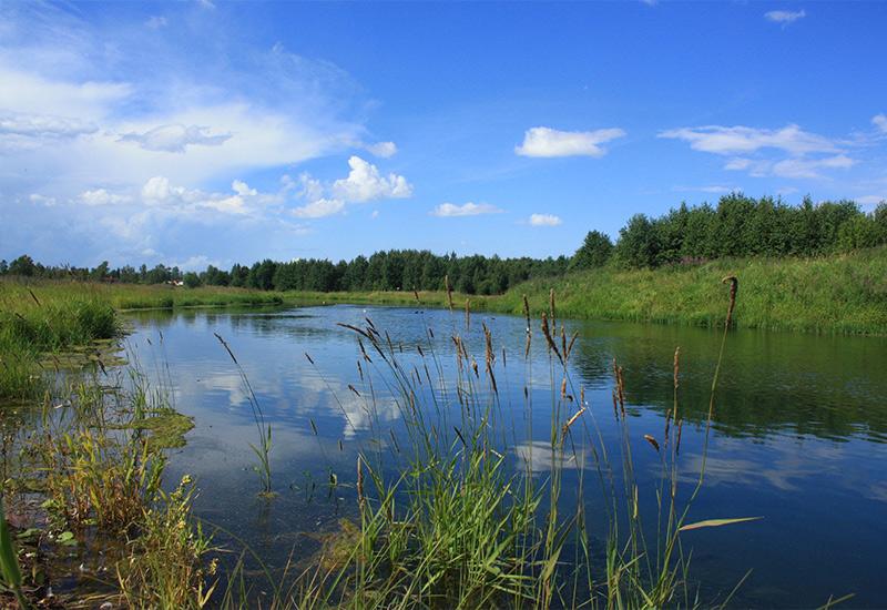 Река Ижора в Гатчинском районе
