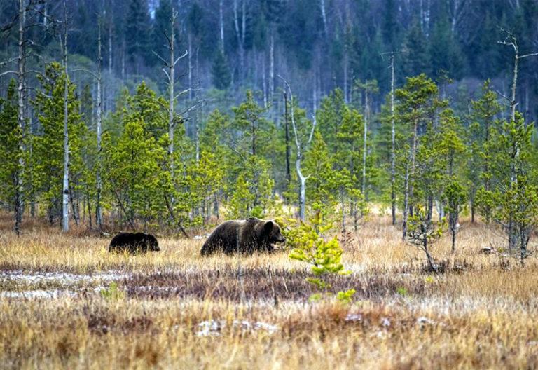 ТОП-30 заповедников России: самые большие, известные, интересные