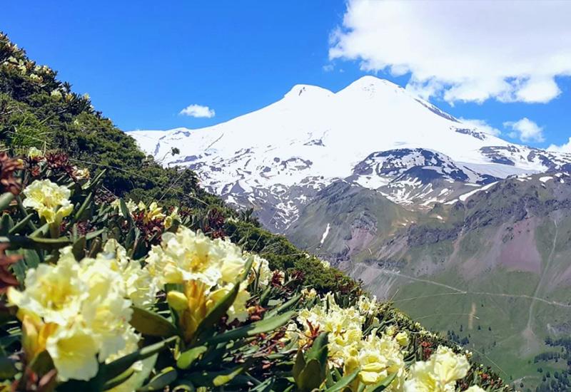 Цветы в горах Азау