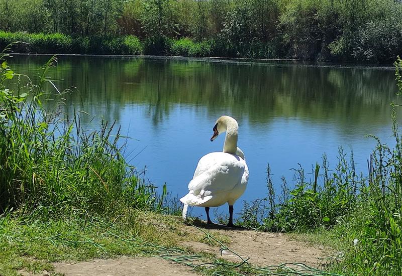 Имеретинский парк в Сочи