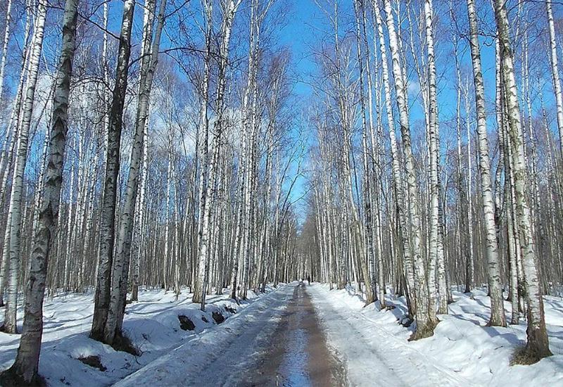 Удельный парк зима Санкт-Петербург