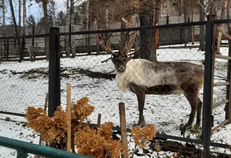 Роев ручей зоопарк Красноярск зима