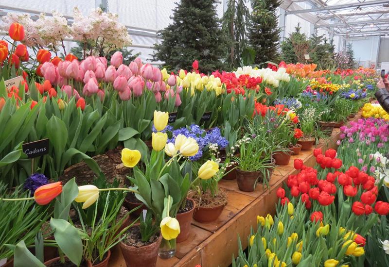 Ботанический сад МГУ Аптекарский огород - мероприятия на 8 марта