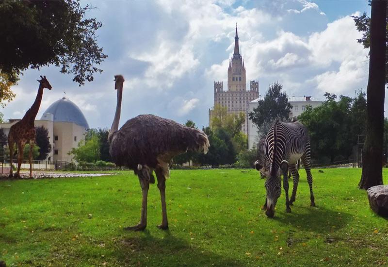 Московский зоопарк - хорошее место для свиданий с девушкой